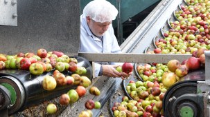 Managing director Ulrich Günther controls the delivery of organically grown apples