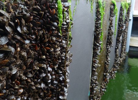 Mussels have spread out on a damp wall.